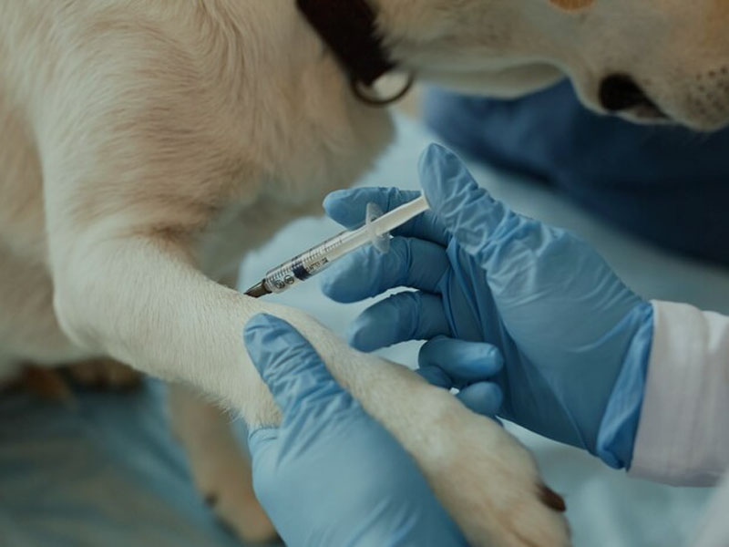 एआईएम वैक्सीन ने 